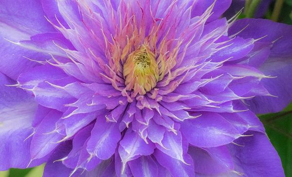 Oregon-Salem close-up of purple blooming Clematis flower